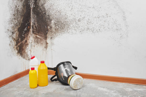 Best Toxic Mold Removal  in Everson, WA