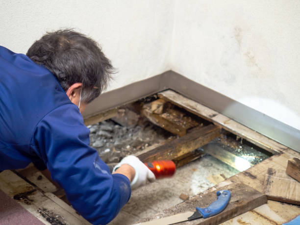 Best Mold Remediation  in Everson, WA