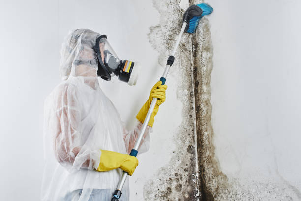 Mold Removal Process in Everson, WA