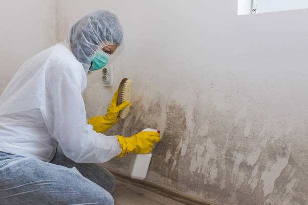 Best Black Mold Removal  in Everson, WA