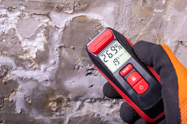 Reliable Everson, WA Mold Removal Solutions