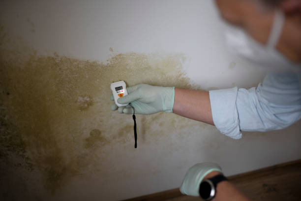 Best Emergency Mold Removal  in Everson, WA