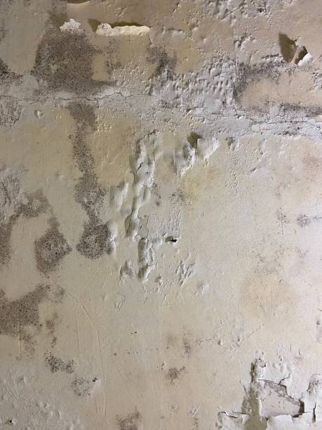 Best Mold Removal Company Near Me  in Everson, WA