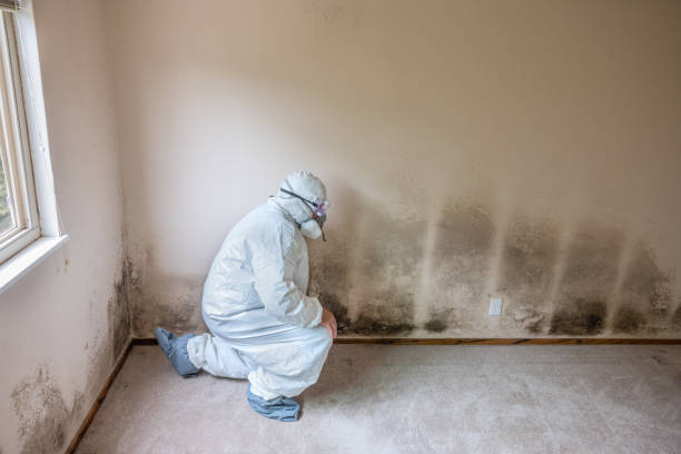 Best Crawl Space Mold Removal  in Everson, WA