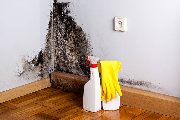 Reliable Everson, WA Mold Removal Solutions