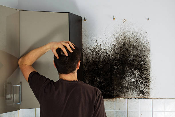 Best Commercial Mold Removal  in Everson, WA