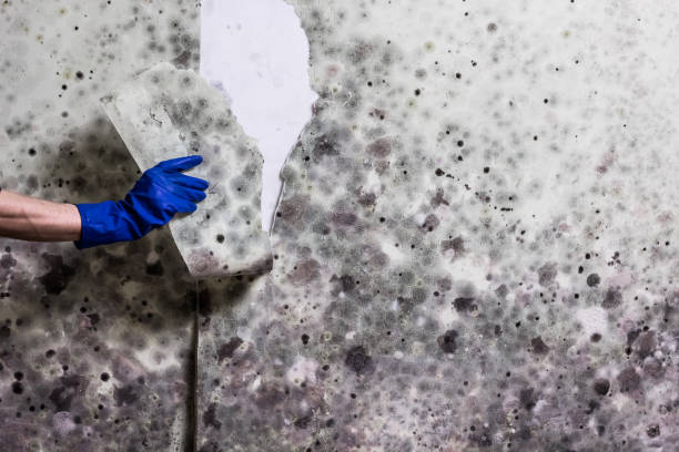 Best Mold Removal Specialists  in Everson, WA