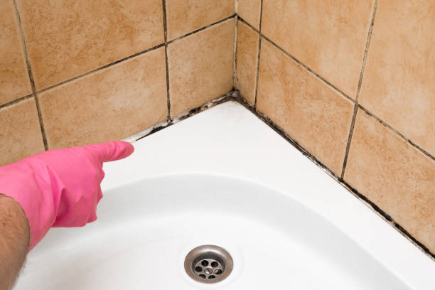 Mold Removal and Inspection in Everson, WA
